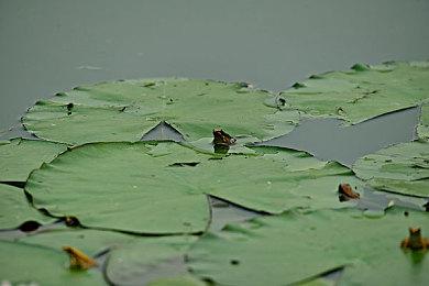 违反《战地2042》封测协议的玩家或面临严厉惩罚